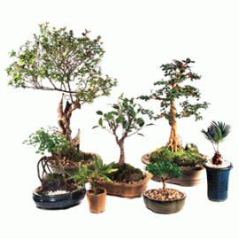 Bonsai & Tropical Plants (11)
