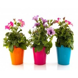 Flowering Plants (12)