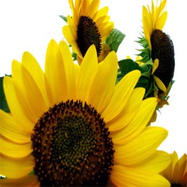 Sunflowers (10)