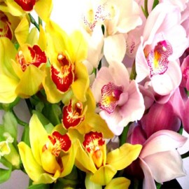 Orchids (8)