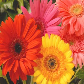 Daisies/Gerberas (10)