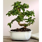 Fukien Tea Bonsai