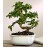 Fukien Tea Bonsai