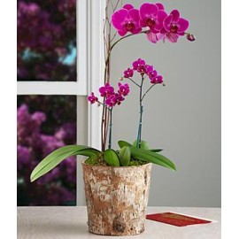 Passion for Purple Orchid Garden
