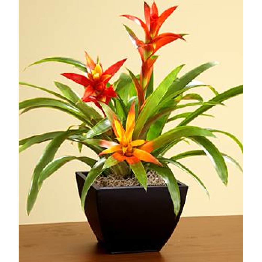 Tropical Bromeliad Garden