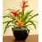 Tropical Bromeliad Garden