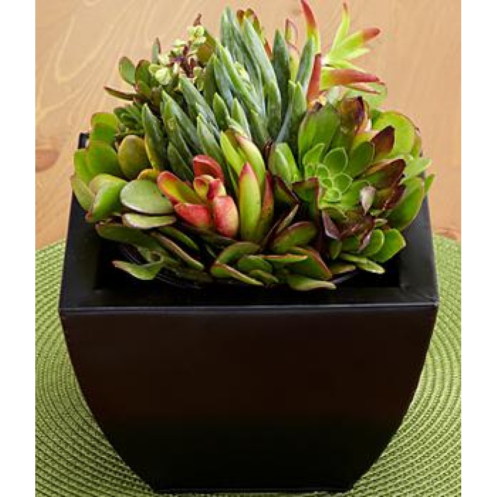 Deluxe Succulent Garden