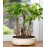Braided Money Tree Grove