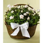 Sympathy Rose Basket