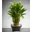 Double Lucky Pyramid Bamboo