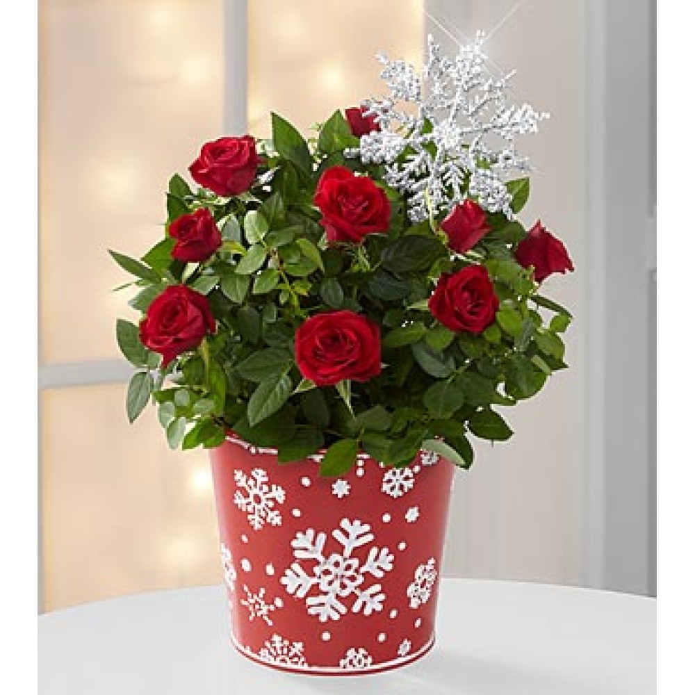 Snowfall Celebration Holiday Mini Rose