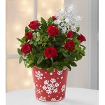 Snowfall Celebration Holiday Mini Rose