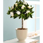 Fragrant Gardenia Topiary