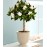 Fragrant Gardenia Topiary