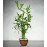 Lucky 7 Bamboo Arrangement