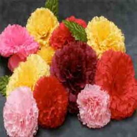 Carnations (8)
