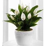 Calming Grace Peace Lily Plant