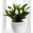 Calming Grace Peace Lily Plant