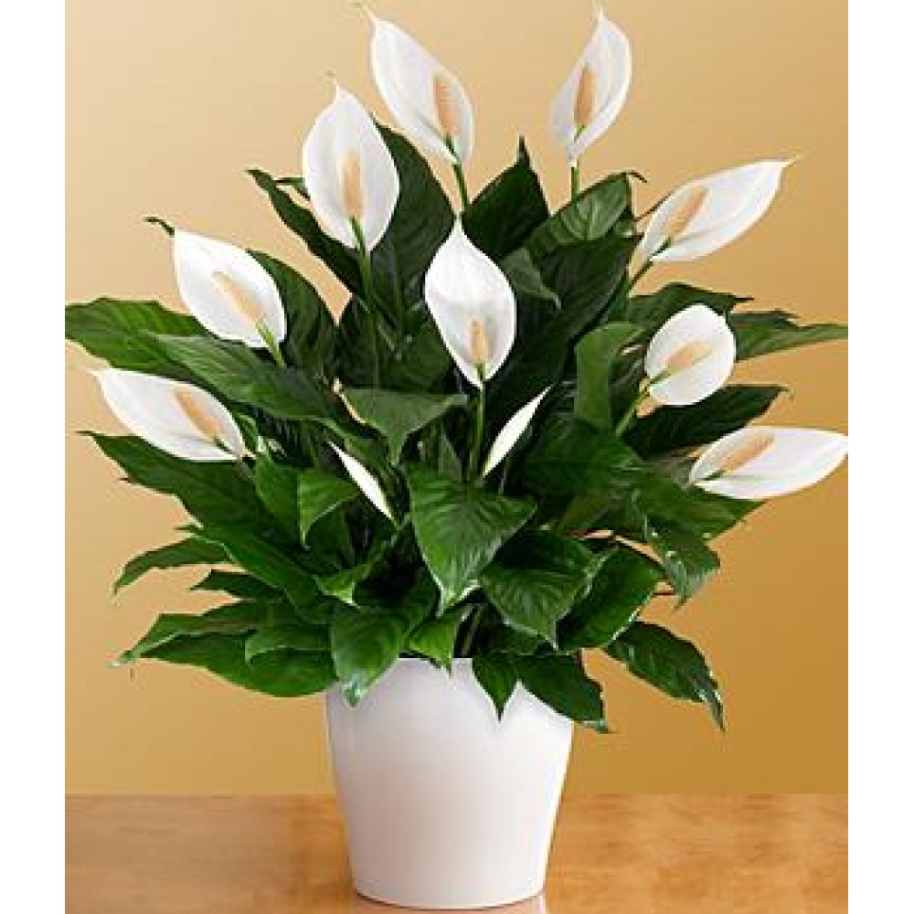 Deluxe Lush Tropical Evergreen Lily