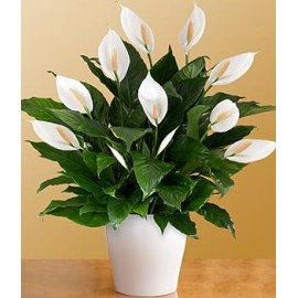 Deluxe Lush Tropical Evergreen Lily