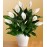 Deluxe Lush Tropical Evergreen Lily