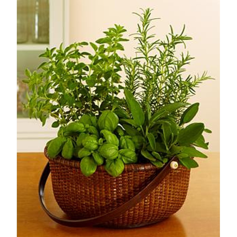 Gourmet Herb Garden