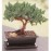 Creeping Juniper Bonsai
