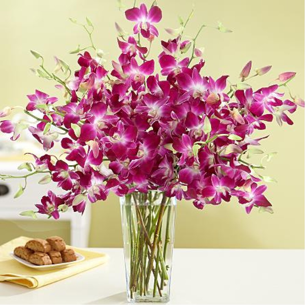 Purple Dendrobium Orchids