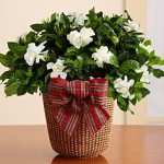 Potted Fragrant Gardenia