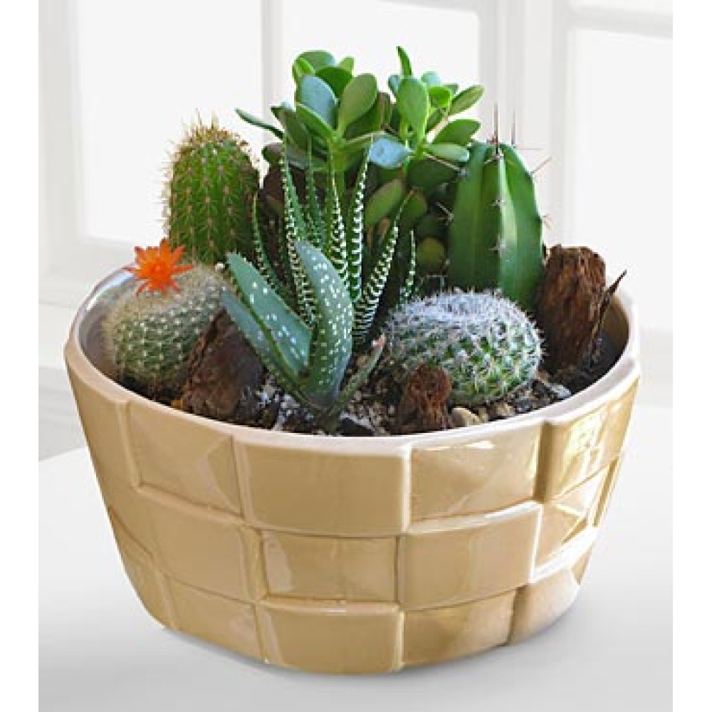 Desert Daydreams Cactus Dish Garden