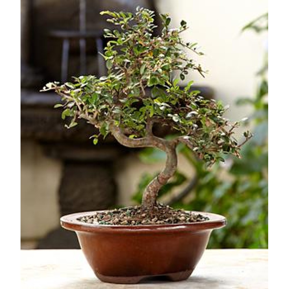 Chinese Elm Bonsai