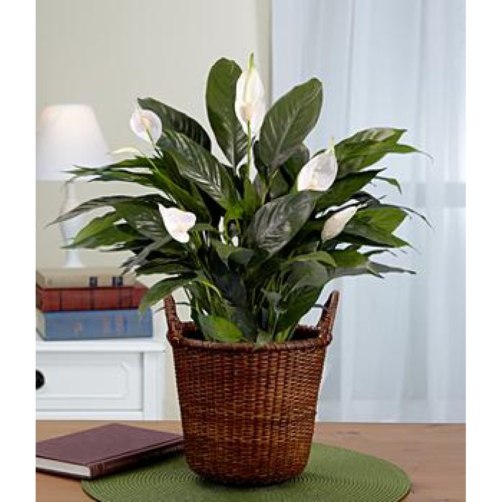 Lush Tropical Evergreen