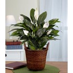 Lush Tropical Evergreen