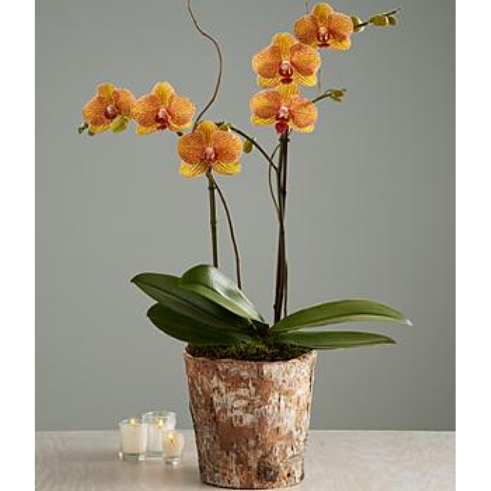 Potted Double Stem Kaleidoscope Orchid