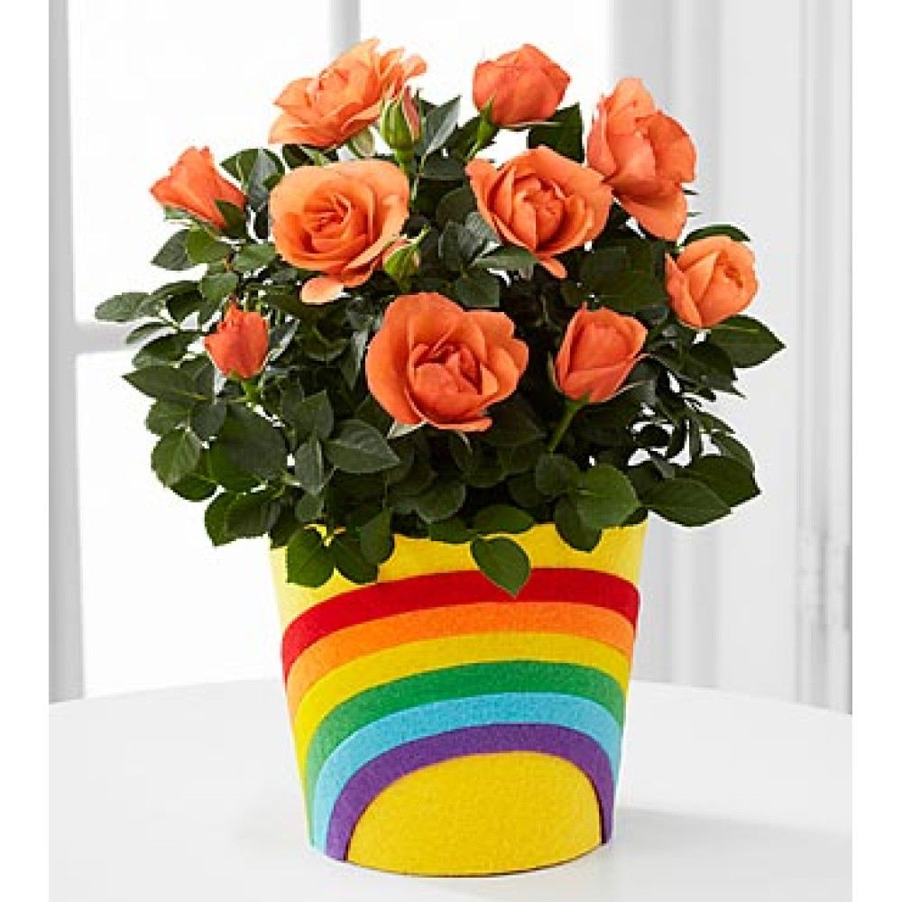 Rainbow Roads Mini Rose