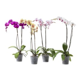Potted Orchids & Exotic (9)