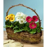 Spring Gerbera Trio