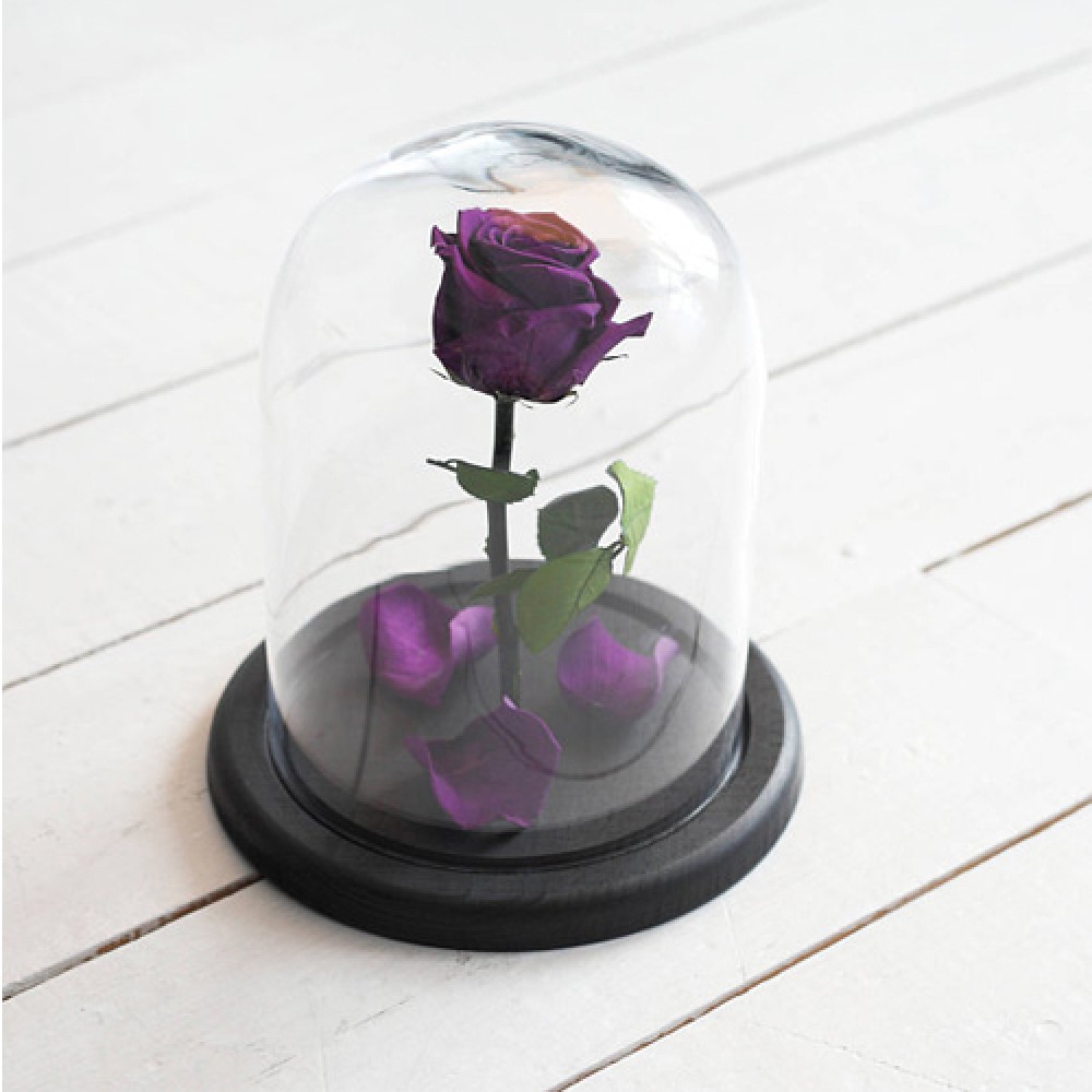 PURPLE ROSE IN GLASS DOME