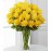 36 Sunny Yellow Rose