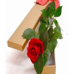 One Red Rose in a Box