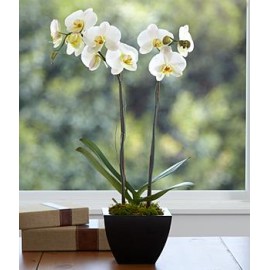 Potted Double Stem White Orchid