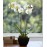 Potted Double Stem White Orchid