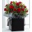Pure Elegance Mini Rose Plant