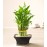 Lucky Bamboo