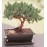Creeping Juniper Bonsai