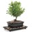 Chinese Holly