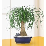 Pony Tail Palm Bonsai