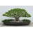 Ficus Nana Specie