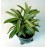 Variegated Rhapis