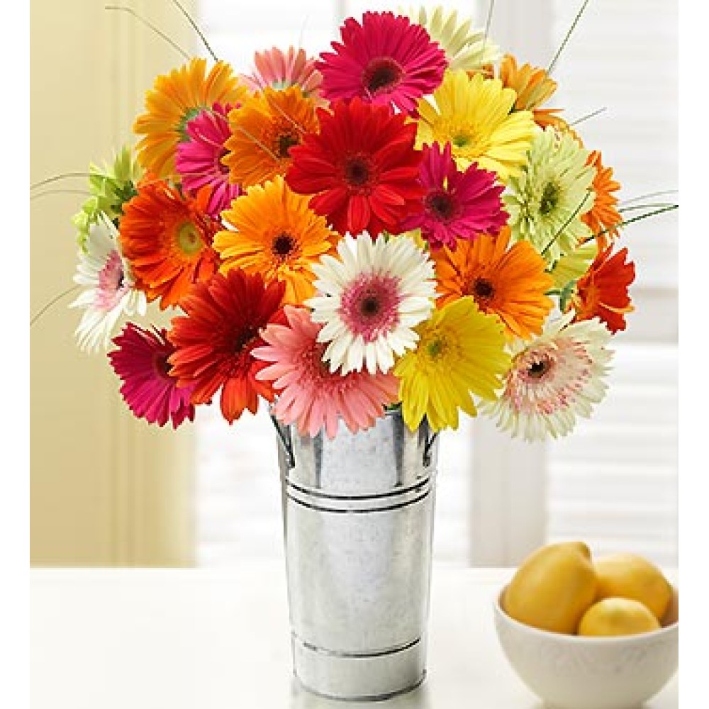 Happy Gerbera Daisies 20 Stems